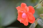 红色月季花