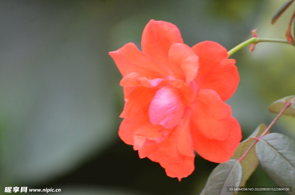 红色月季花