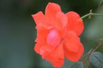 红色月季花