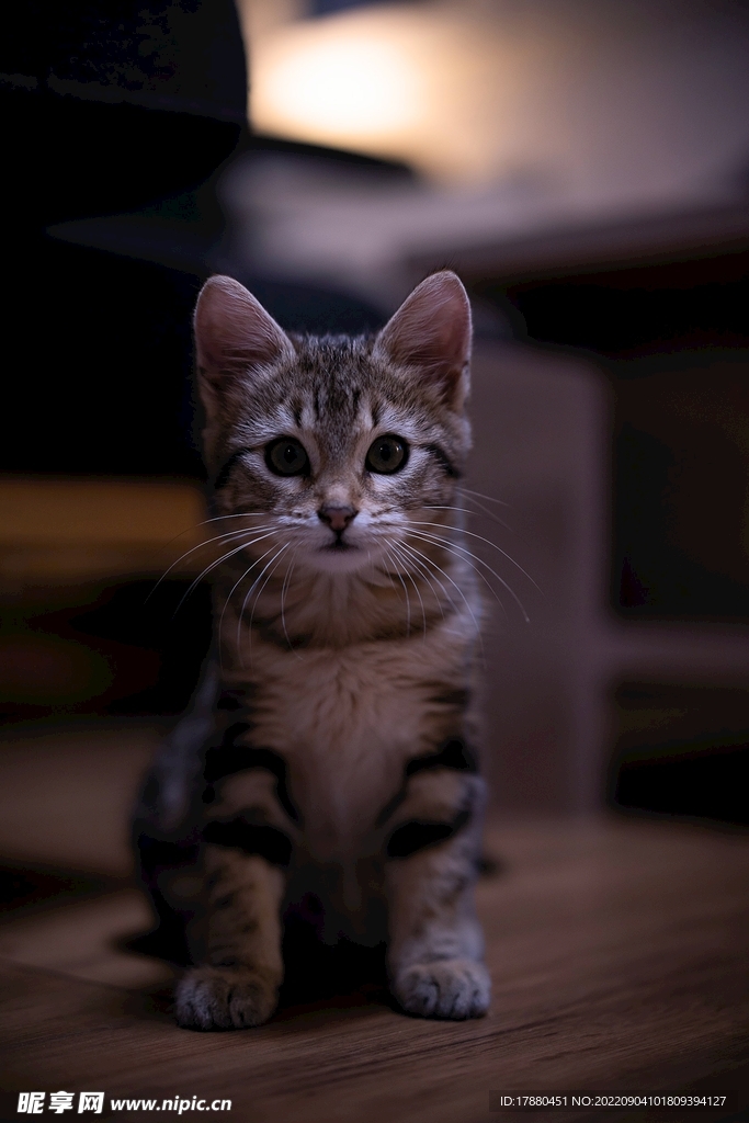 猫
