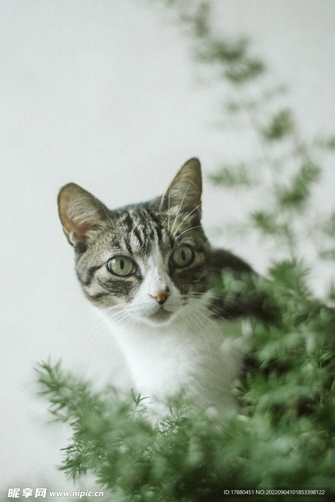 猫