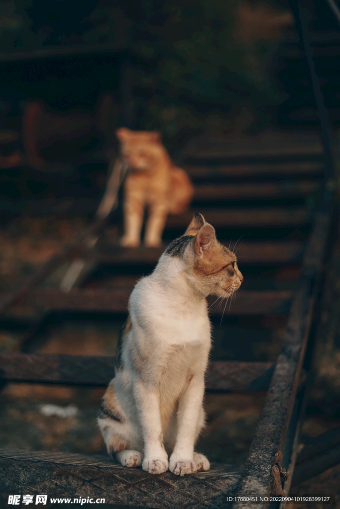 猫