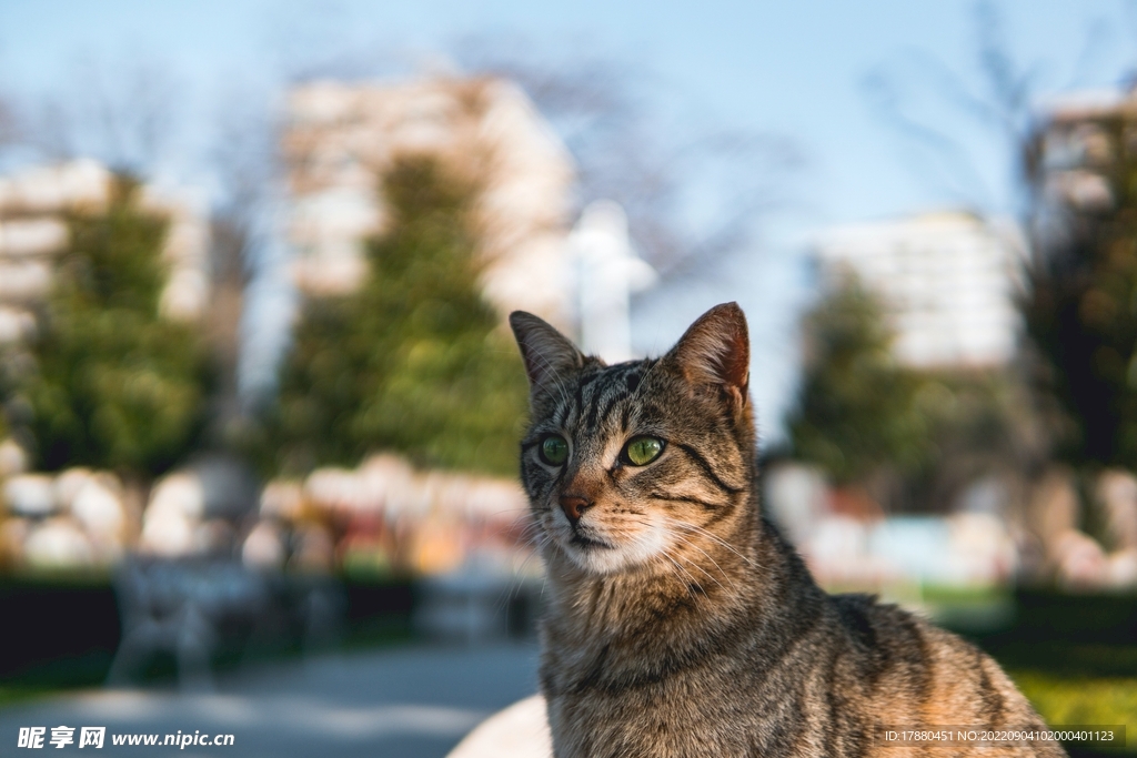 猫