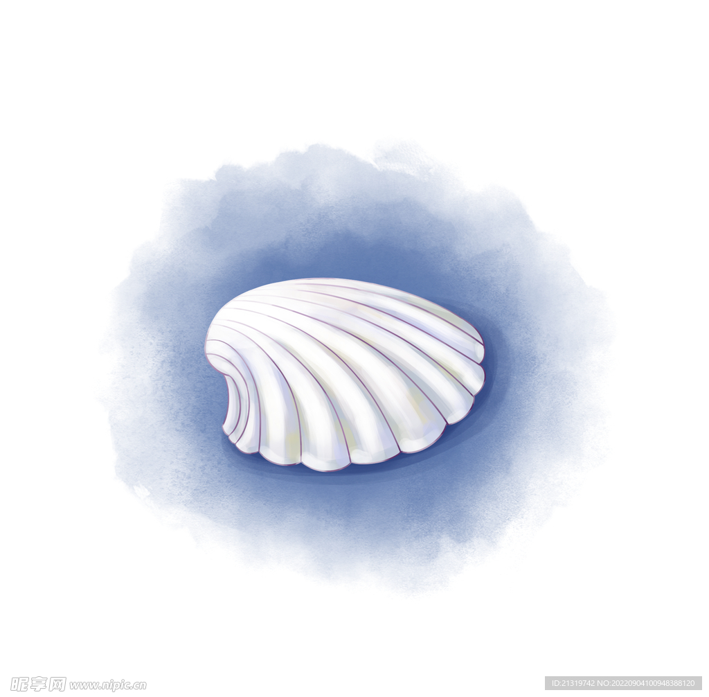 贝壳插画素材