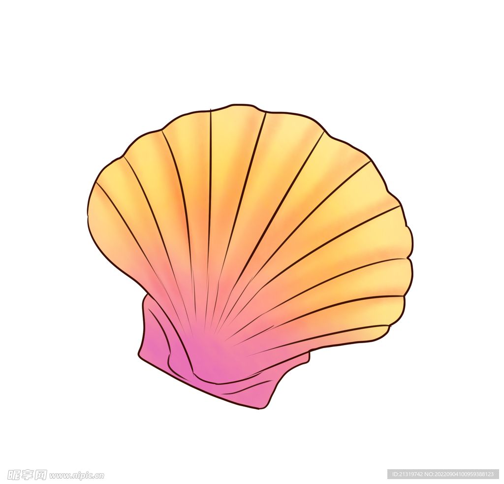 贝壳插画