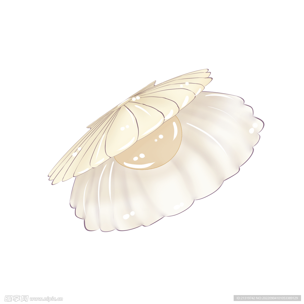 贝壳插画