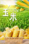 玉米