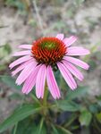 松果菊