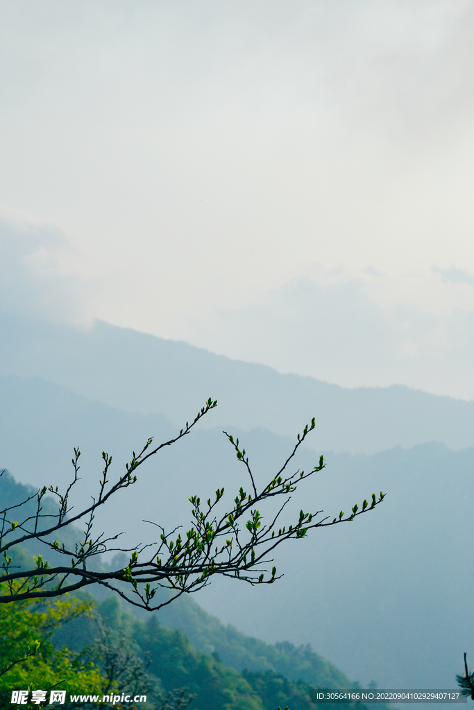 树枝摄影图__自然风景_自然景观_摄影图库_昵图网
