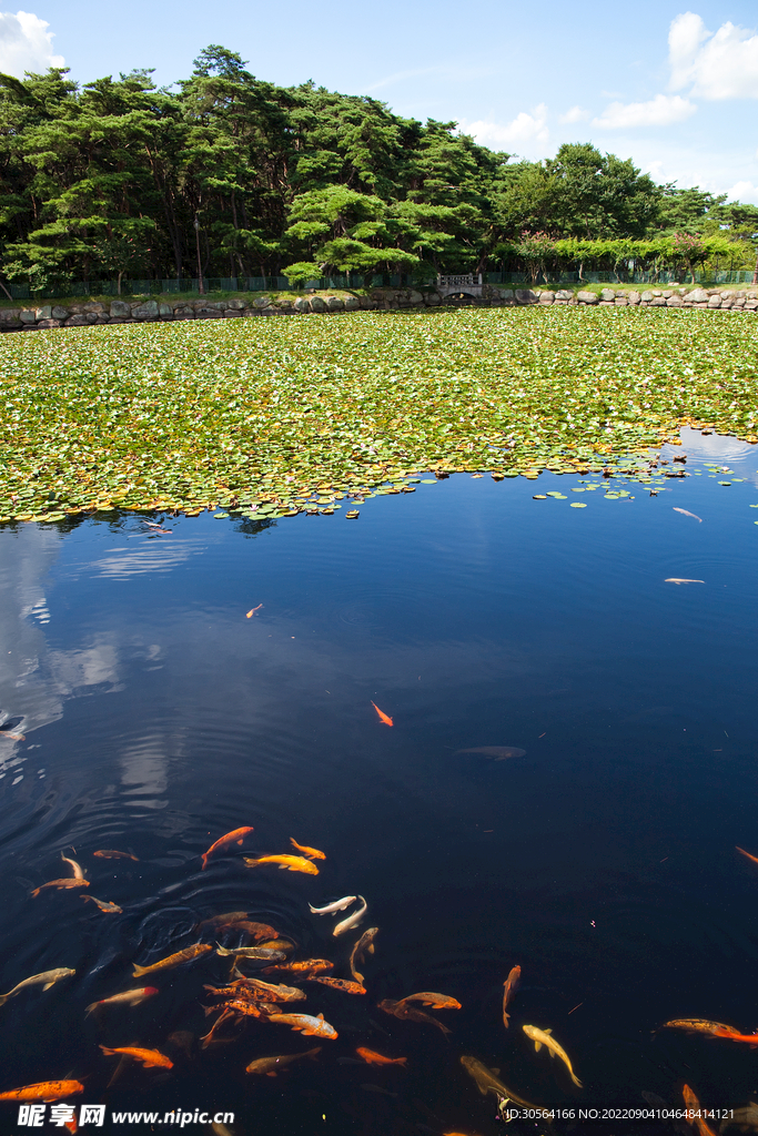河水金鱼