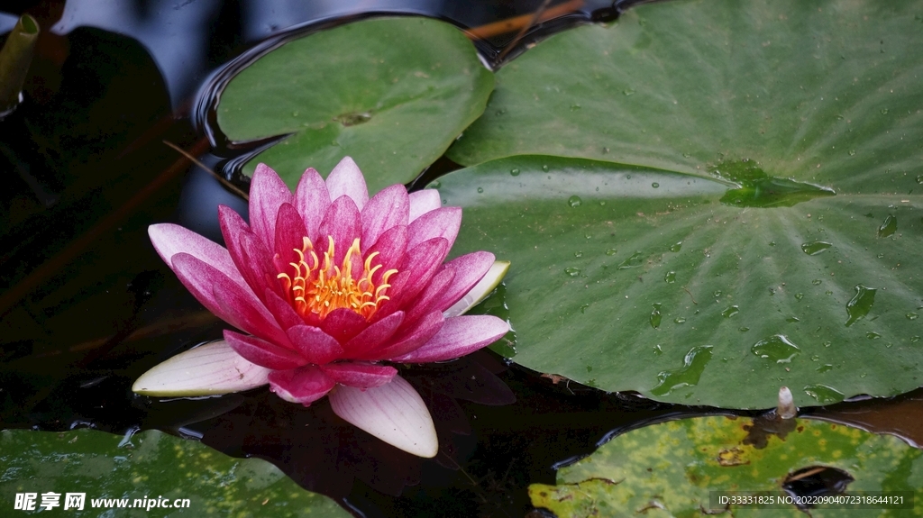 莲花