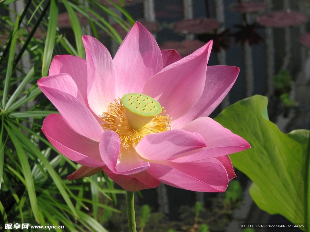 莲花