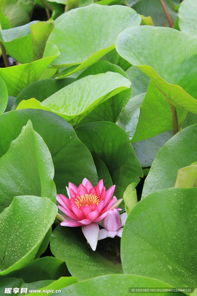 莲花