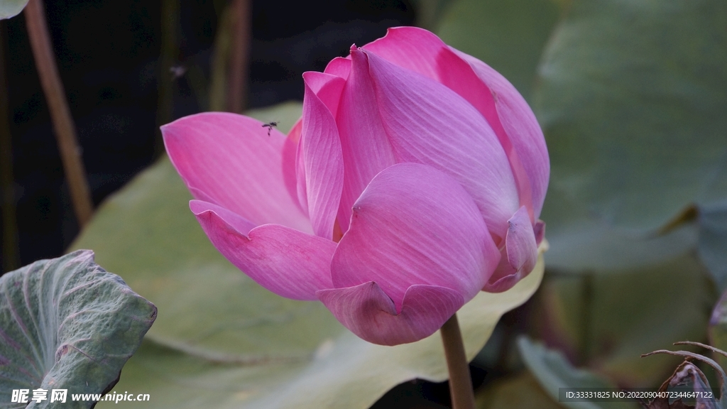 莲花