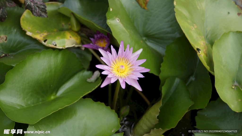 莲花