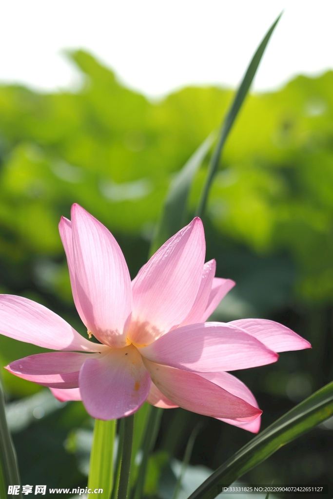 莲花