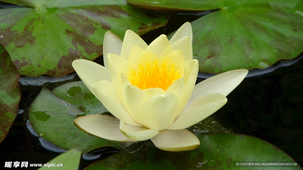 莲花