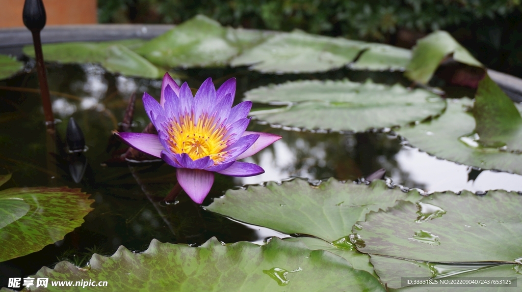 莲花