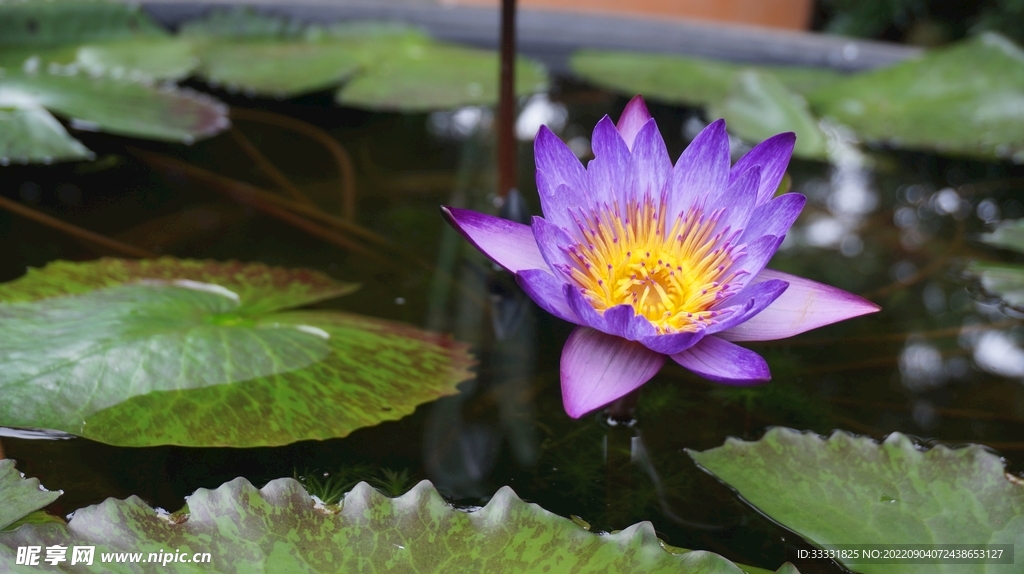 莲花