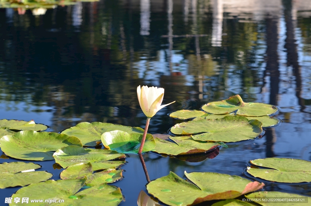 莲花