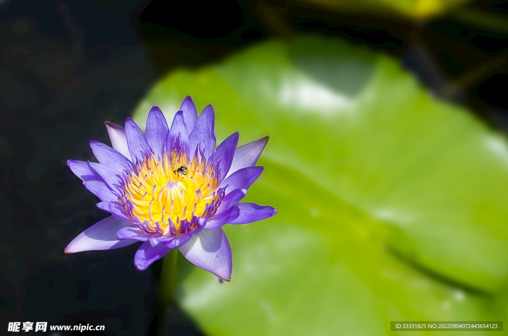 莲花