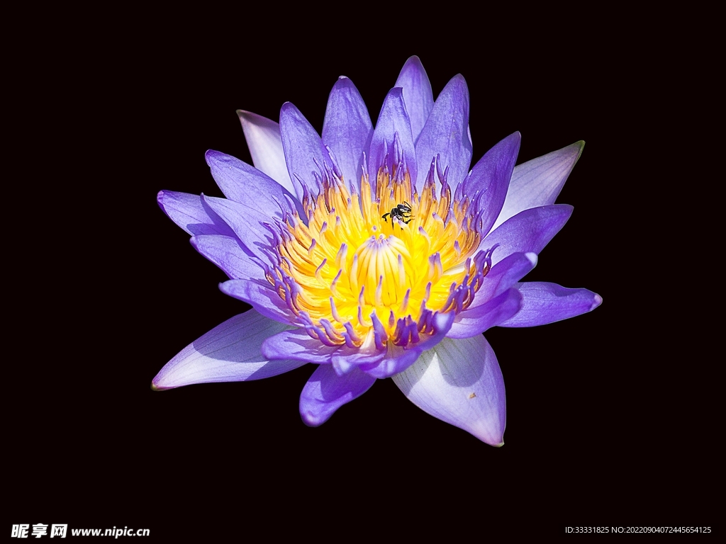 莲花