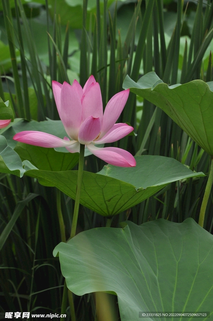 莲花