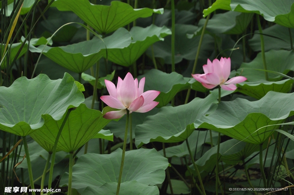 莲花