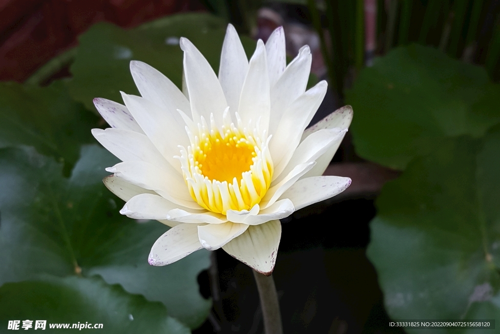 莲花