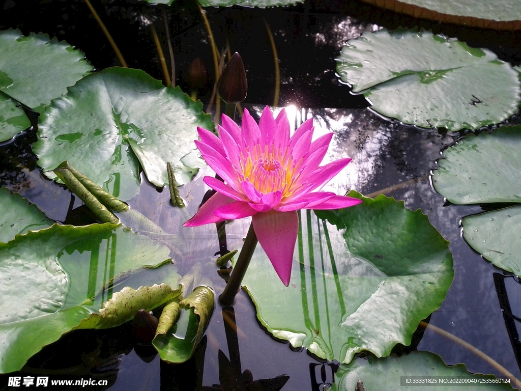 莲花