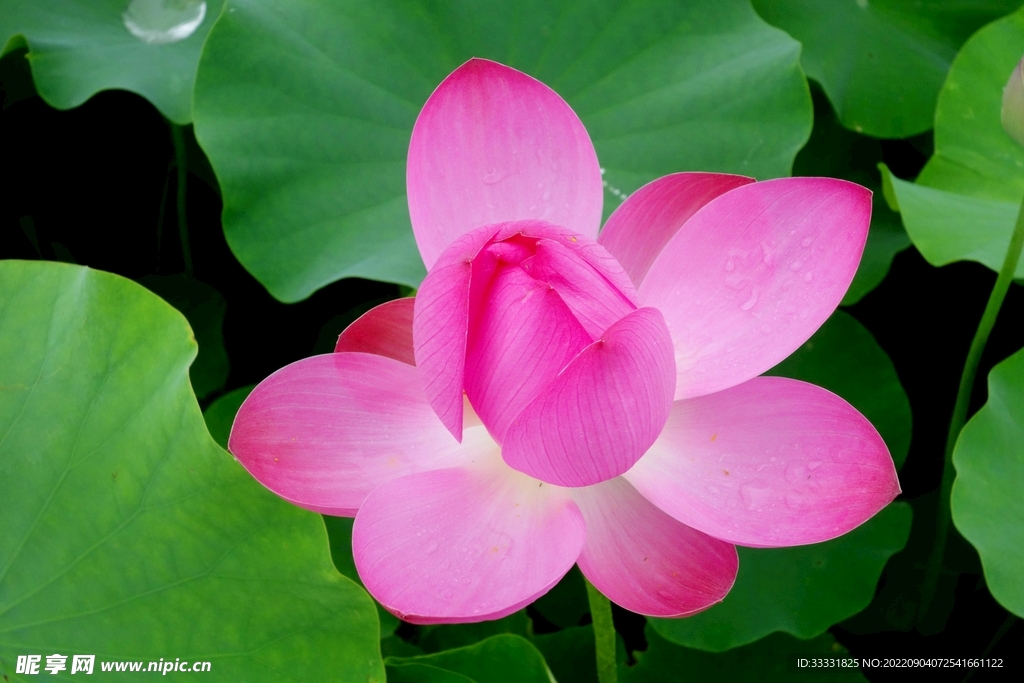 莲花