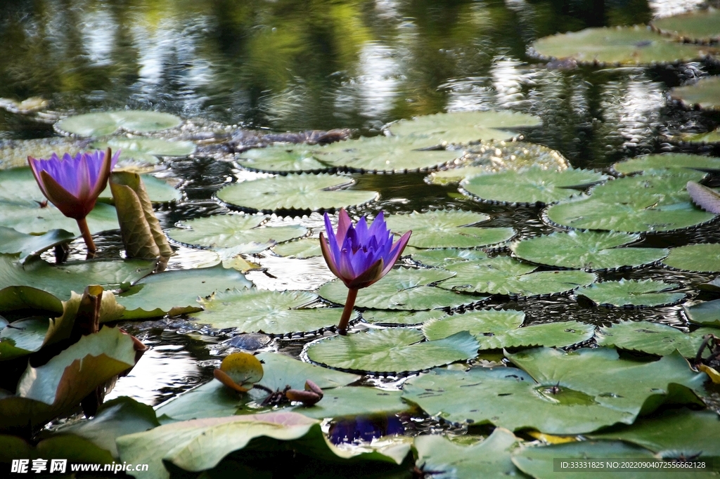 莲花