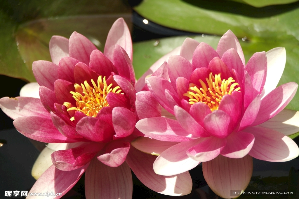 莲花