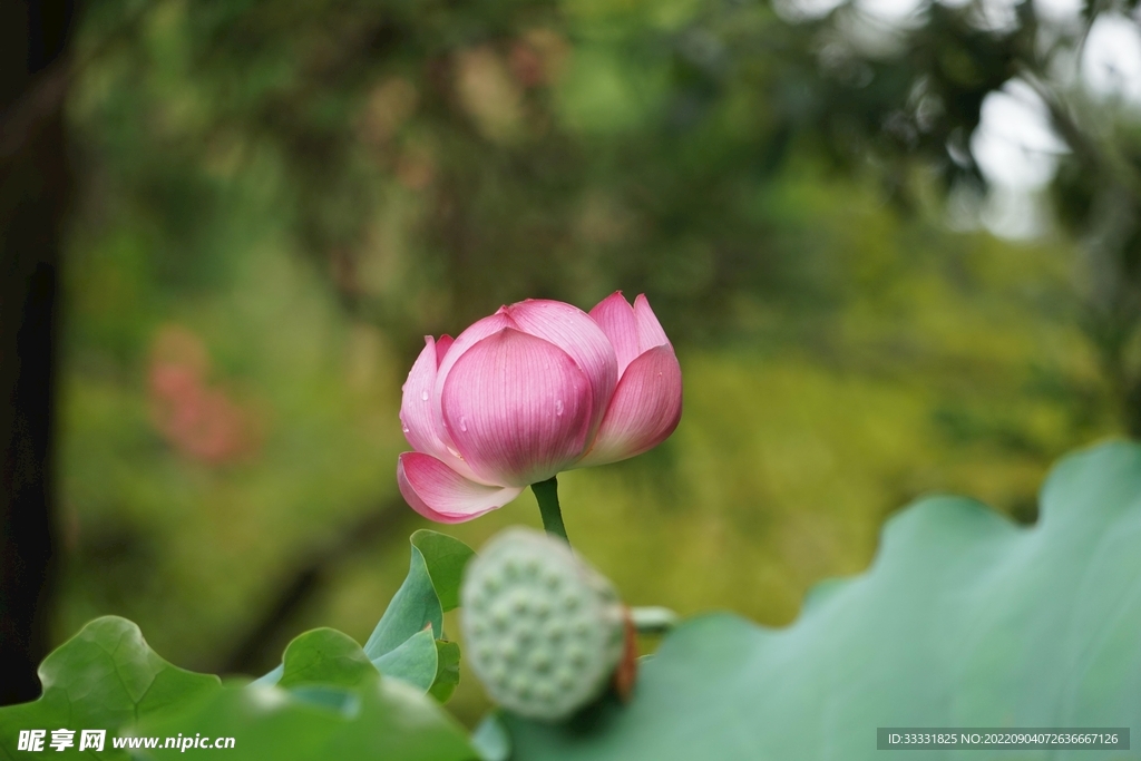莲花