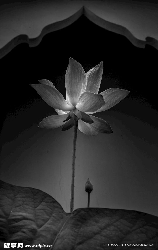 莲花