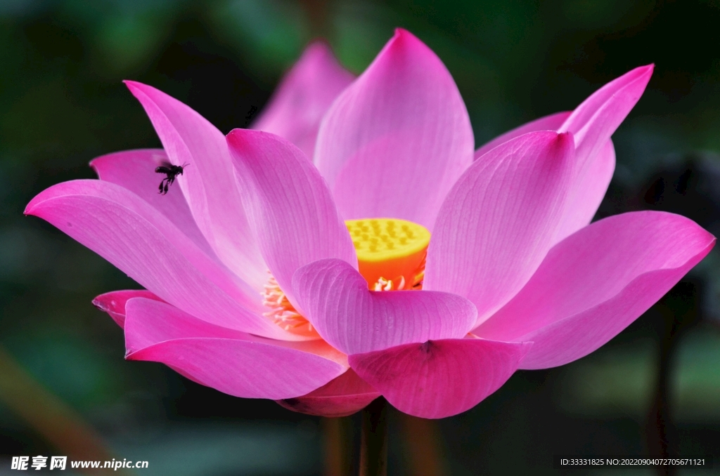 莲花