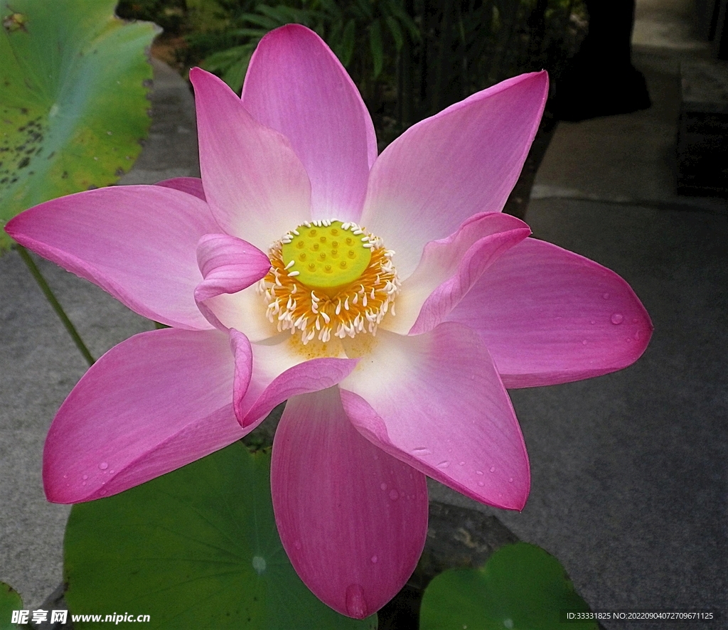 莲花