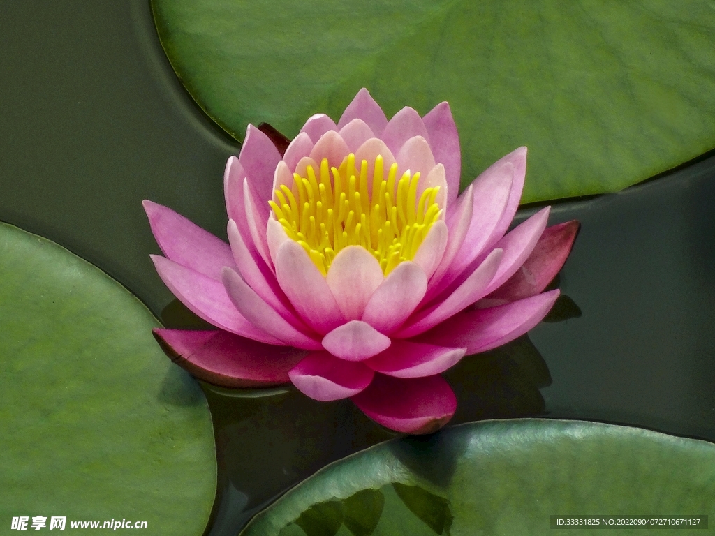 莲花