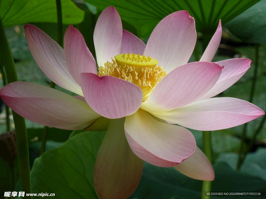 莲花