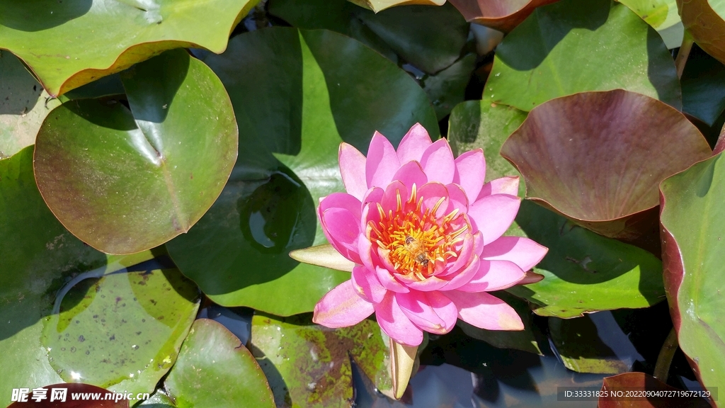 莲花