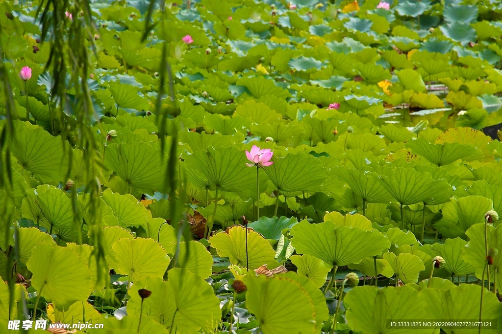 莲花