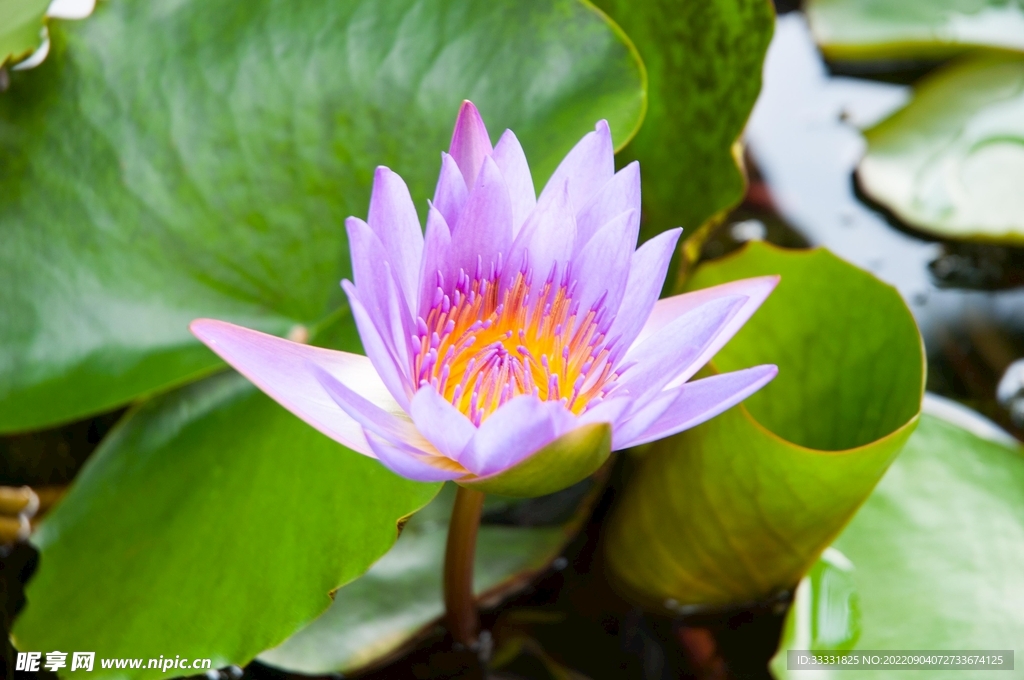 莲花