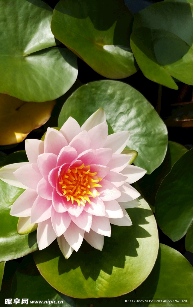 莲花