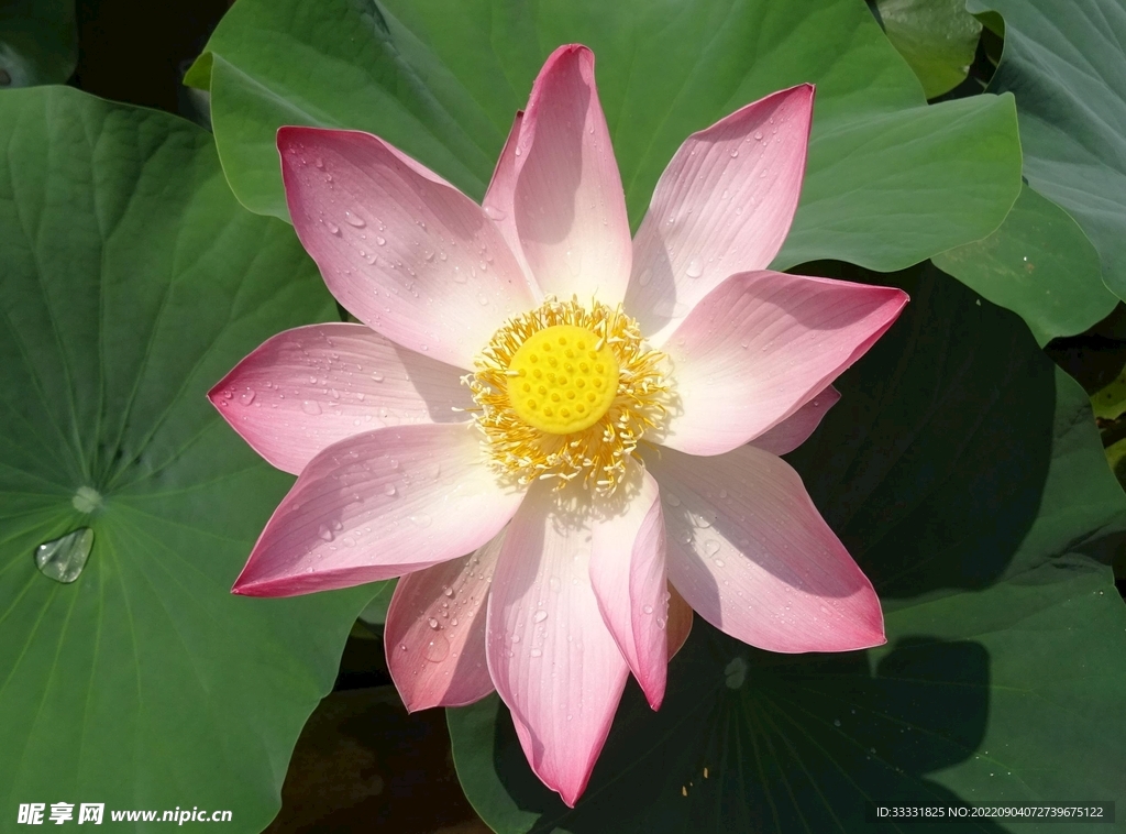 莲花