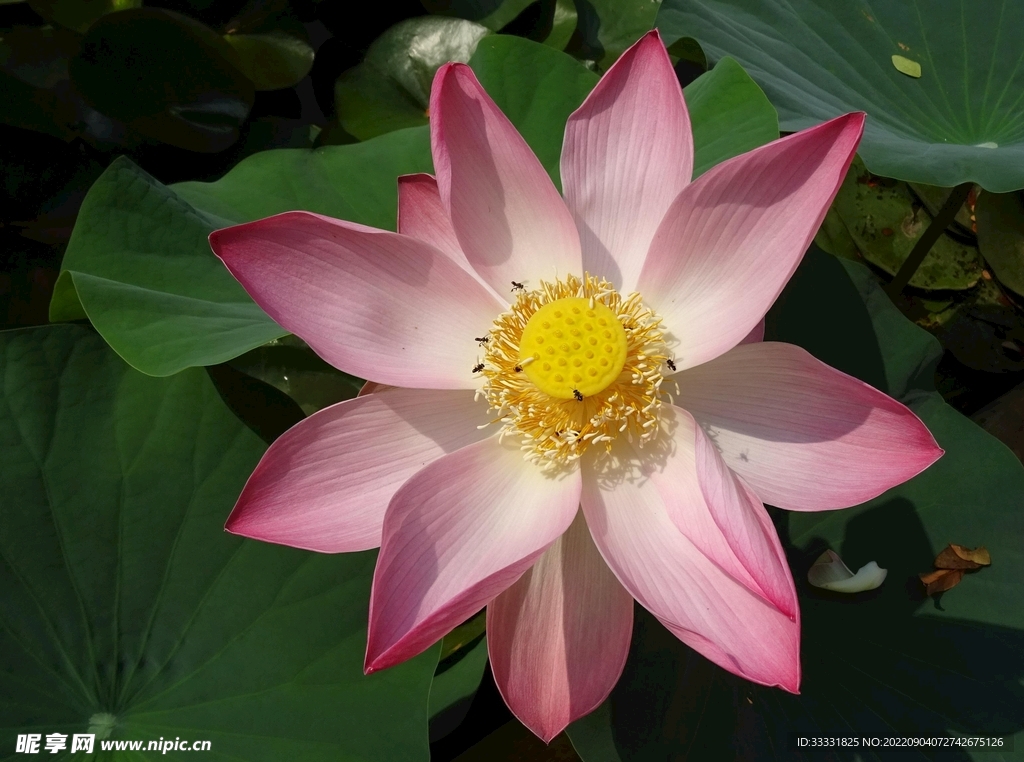 莲花