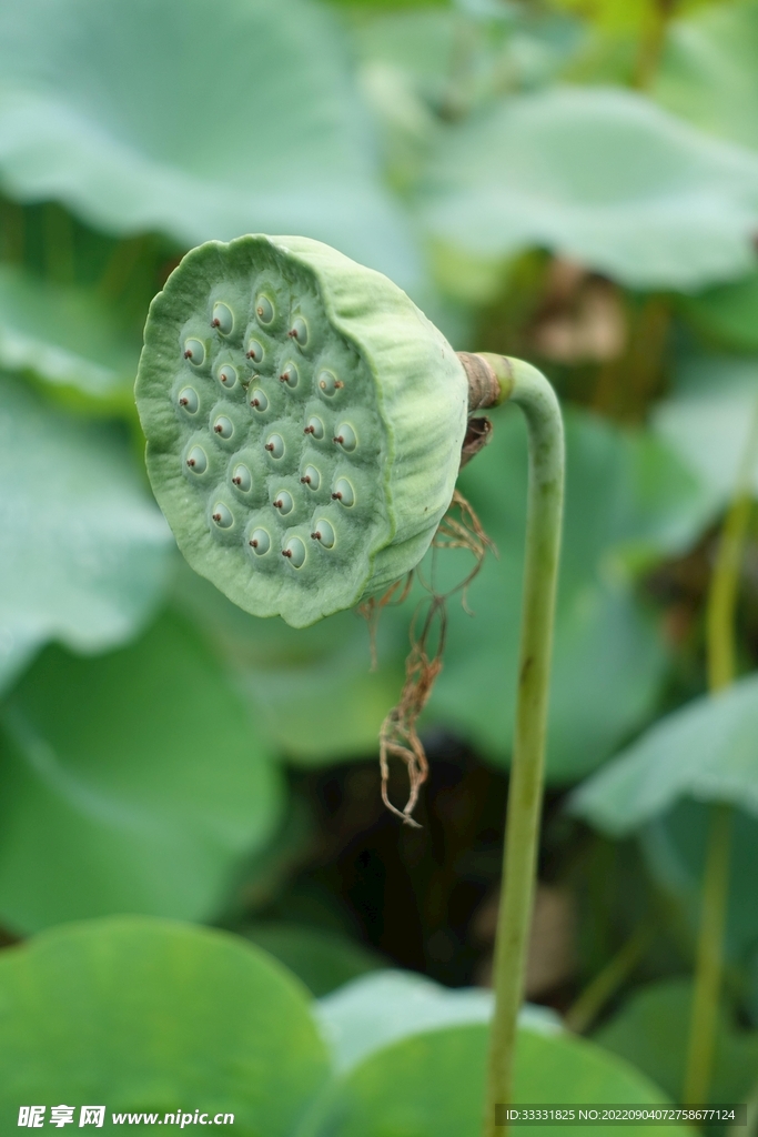莲花