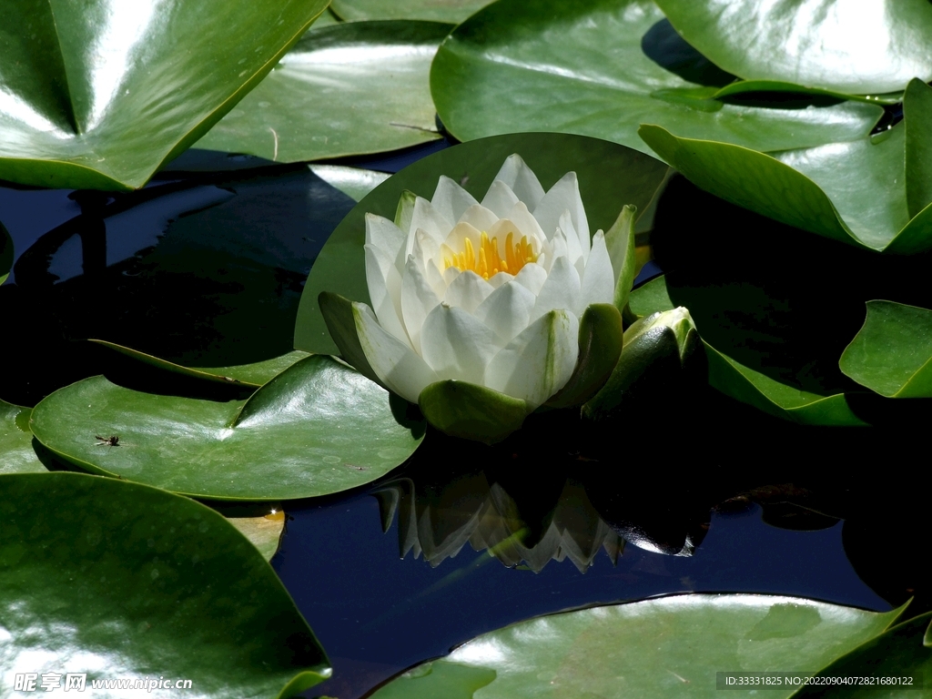 莲花