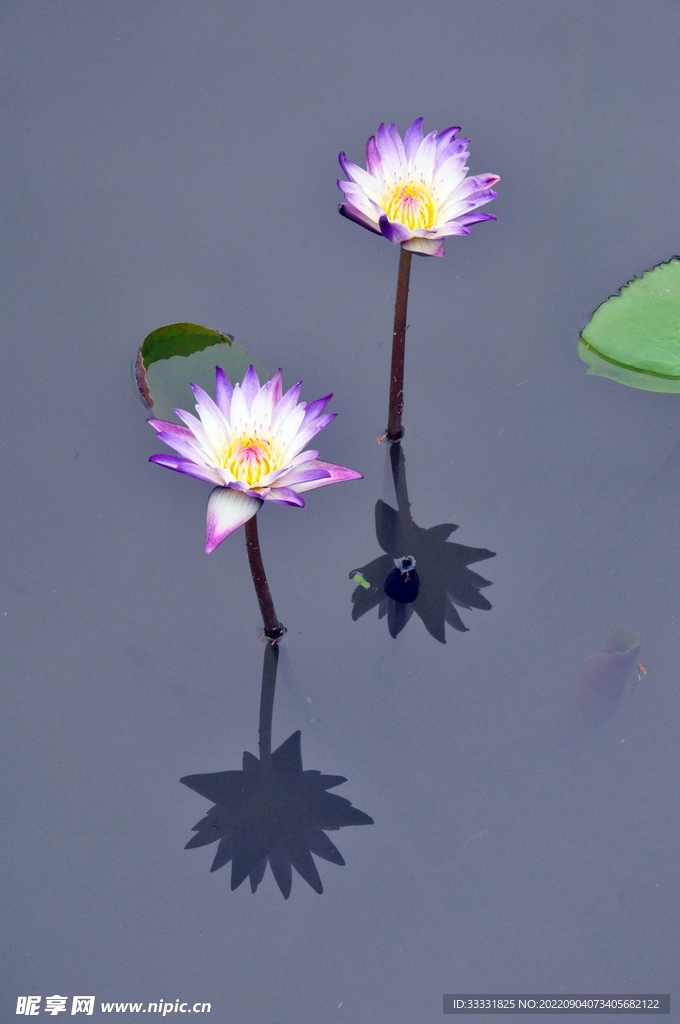 莲花