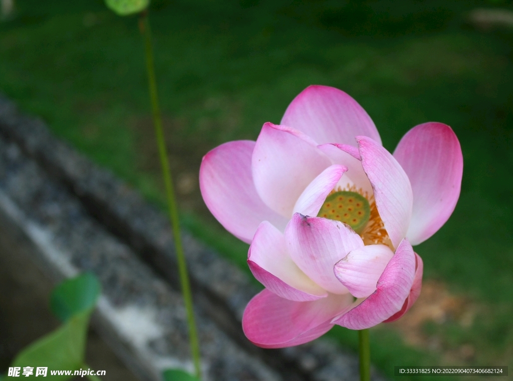 莲花