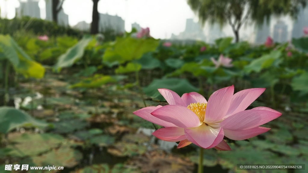 莲花